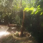 Les Troenes Montpellier