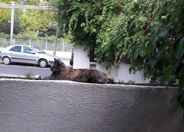 Les Troenes Montpellier